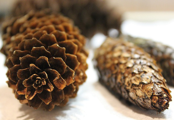 Tørke-kongler-inspirasjon-idefull-og-tove-holter